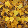 Betula albosinensis: Bild 2/4