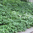 Parthenocissus quinquefolia: Bild 7/10