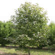 Magnolia 'Goldstar': Bild 7/9