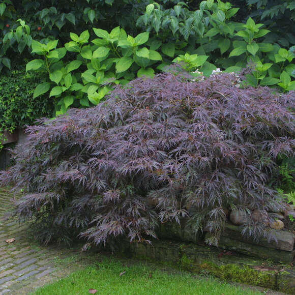 Acer palmatum 'Garnet' H125+: Bild 2/5 Acer palmatum 'Garnet' H125+: Bild 2/5