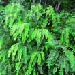 Amorpha fruticosa: Bild 4/6