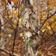 Betula albosinensis: Bild 3/4