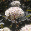 Physocarpus opulifolius 'Summer Wine': Bild 2/4