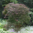 Acer palmatum 'Orangeola'     H 80+: Bild 5/6