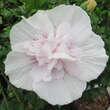 Hibiscus syriacus 'China Chiffon': Bild 3/3