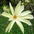 Magnolia 'Goldstar': Bild 5/9
