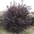 Corylus maxima 'Purpurea': Bild 4/4