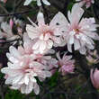 Magnolia stellata keiskei: Bild 2/9