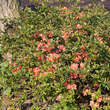 Chaenomeles 'Falconnet Charlet': Bild 3/3