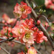 Chaenomeles 'Falconnet Charlet': Bild 2/3