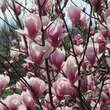 Magnolia soulangeana 'Alexandrina': Bild 4/5