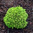 Picea glauca 'Lilliput': Bild 2/2