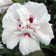 Hibiscus syriacus 'Speciosus': Bild 2/3