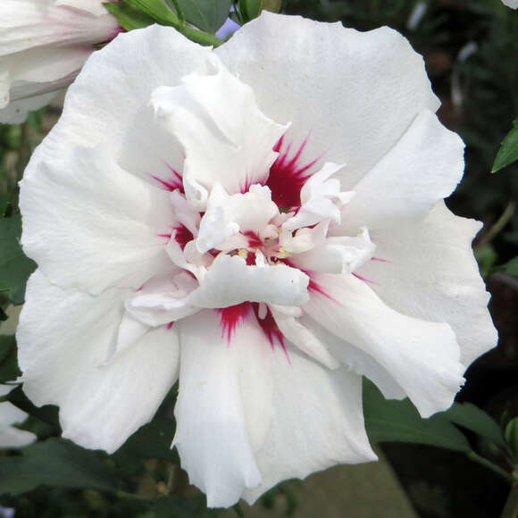 Hibiscus syriacus 'Speciosus': Bild 2/3 Hibiscus syriacus 'Speciosus': Bild 2/3