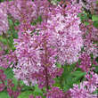 Syringa patula 'Miss Kim': Bild 3/8