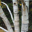 Betula ermanii: Bild 4/4