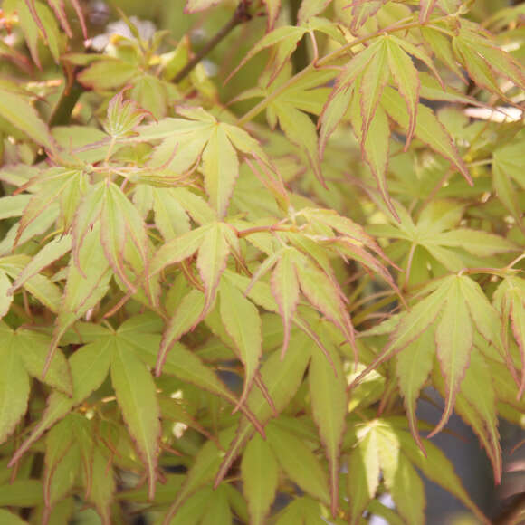 Acer palmatum 'Katsura': Bild 8/12