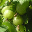 Ribes uva-crispa 'Invicta': Bild 3/4