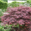 Acer palm. 'Crimson Princess' H 80+: Bild 4/4