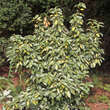 Elaeagnus ebbingei 'Limelight': Bild 6/6