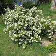 Choisya 'Aztec Pearl': Bild 4/5