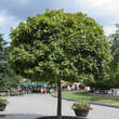 Acer platanoides 'Globosum': Bild 7/8