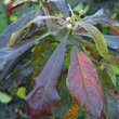 Franklinia alatamaha: Bild 3/3
