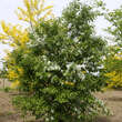 Chionanthus retusus: Bild 11/13