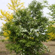 Chionanthus retusus: Bild 10/12