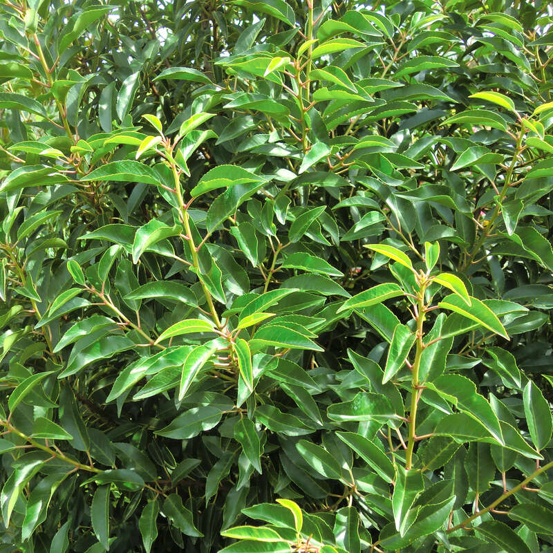 Portugiesischer Kirschlorbeer - Prunus lusitanica