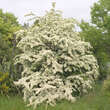 Crataegus laevigata: Bild 7/7