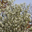 Amelanchier rotundifolia: Bild 4/7