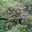 Abelia grandiflora: Bild 3/4