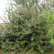 Shepherdia argentea: Bild 5/5