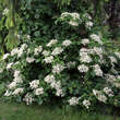 Hydrangea anomala petiolaris: Bild 5/5