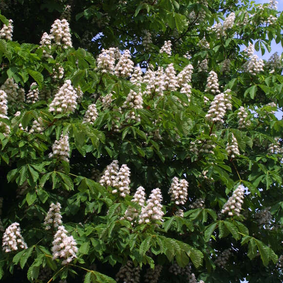 Aesculus hippocastanum: Bild 7/9 Aesculus hippocastanum: Bild 7/9