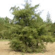 Alnus glutinosa 'Imperialis': Bild 4/4