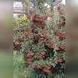 Cotoneaster watereri 'Cornubia': Bild 3/3