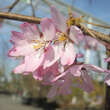 Prunus pendula 'Pendula Rubra': Bild 4/11