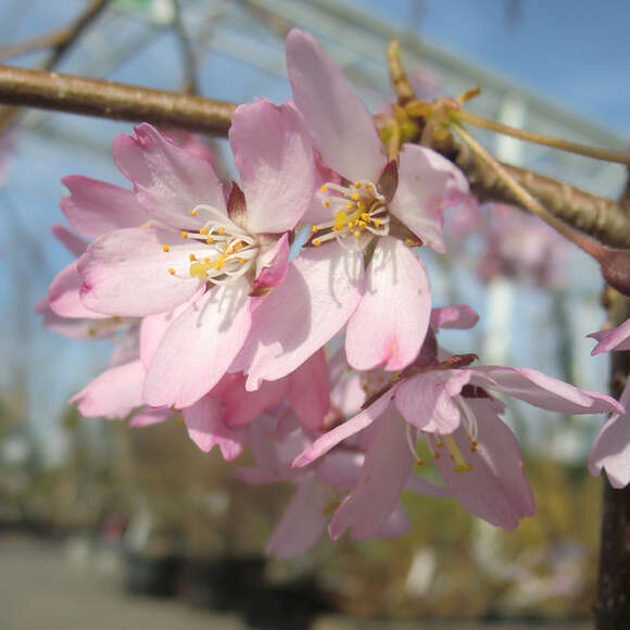 Prunus pendula 'Pendula Rubra': Bild 4/11 Prunus pendula 'Pendula Rubra': Bild 4/11