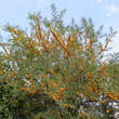 Hippophae rhamnoides 'Orange Energy': Bild 6/6
