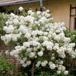 Viburnum macrocephalum: Bild 8/10