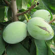 Asimina triloba 'Prima 1216': Bild 6/8