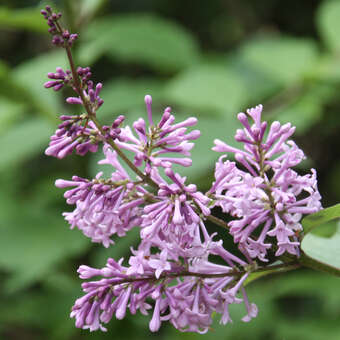 Syringa prestoniae 'Nocturne': Bild 2/3