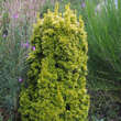 Taxus baccata 'Fastigiata Aurea': Bild 4/4