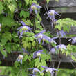 Clematis alpina: Bild 3/3