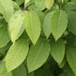 Carpinus cordata: Bild 3/6
