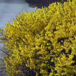 Forsythia 'Melee d'Or': Bild 2/3