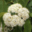 Viburnum lentago: Bild 4/9