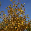 Betula ermanii: Bild 2/4